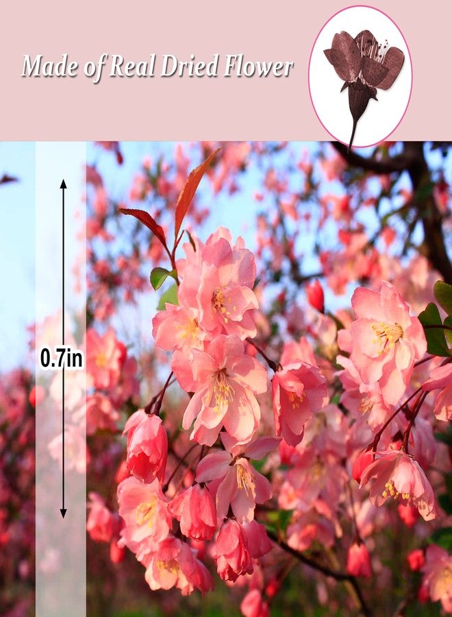 GSZN أزهار الكرز المجففة المضغوطة، 60 قطعة من أزهار الكرز الطبيعية المجففة والمضغوطة باللونين الأرجواني والأحمر، أزهار مجففة لصنع الزينة والحرف اليدوية من الراتنج والشموع - Image 2