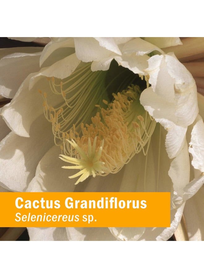 HERB PHARM Cactus Grandiflorus Liquid Extract for Cardiovascular Circulatory Support - 4 Ounce - Image 2