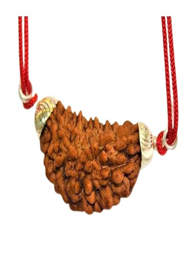 IRIS GEMS Nepali 1 mukhi kaju Dana rudraksha one mukhi rudraksha Original rudraksha with lab Certificate एक मुखी रुद्राक्ष काजू दाना एक मुखी रुद्राक्ष - Image 1