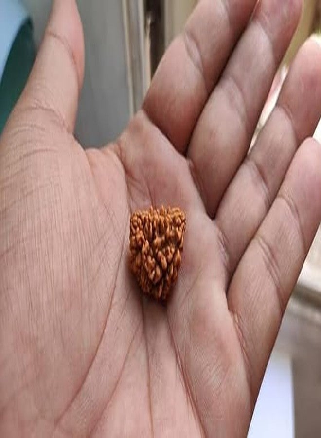 IRIS GEMS Nepali 1 mukhi kaju Dana rudraksha one mukhi rudraksha Original rudraksha with lab Certificate एक मुखी रुद्राक्ष काजू दाना एक मुखी रुद्राक्ष - Image 3
