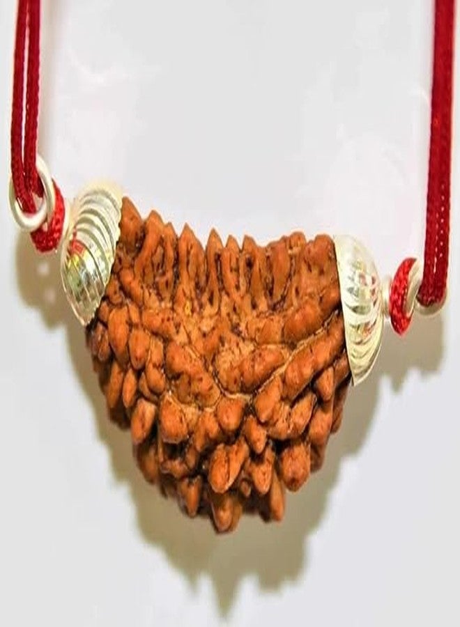 IRIS GEMS Nepali 1 mukhi kaju Dana rudraksha one mukhi rudraksha Original rudraksha with lab Certificate एक मुखी रुद्राक्ष काजू दाना एक मुखी रुद्राक्ष - Image 2