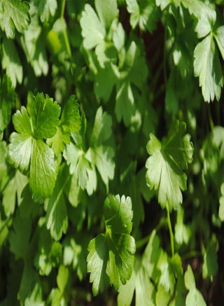 Plain leaved, French Parsley, 5g Approx 3250 Seeds, untreated - pzsku/ZE337657A178F81044195Z/45/1749215703/ef58a079-abaa-4c7e-8660-9bfaf129b153