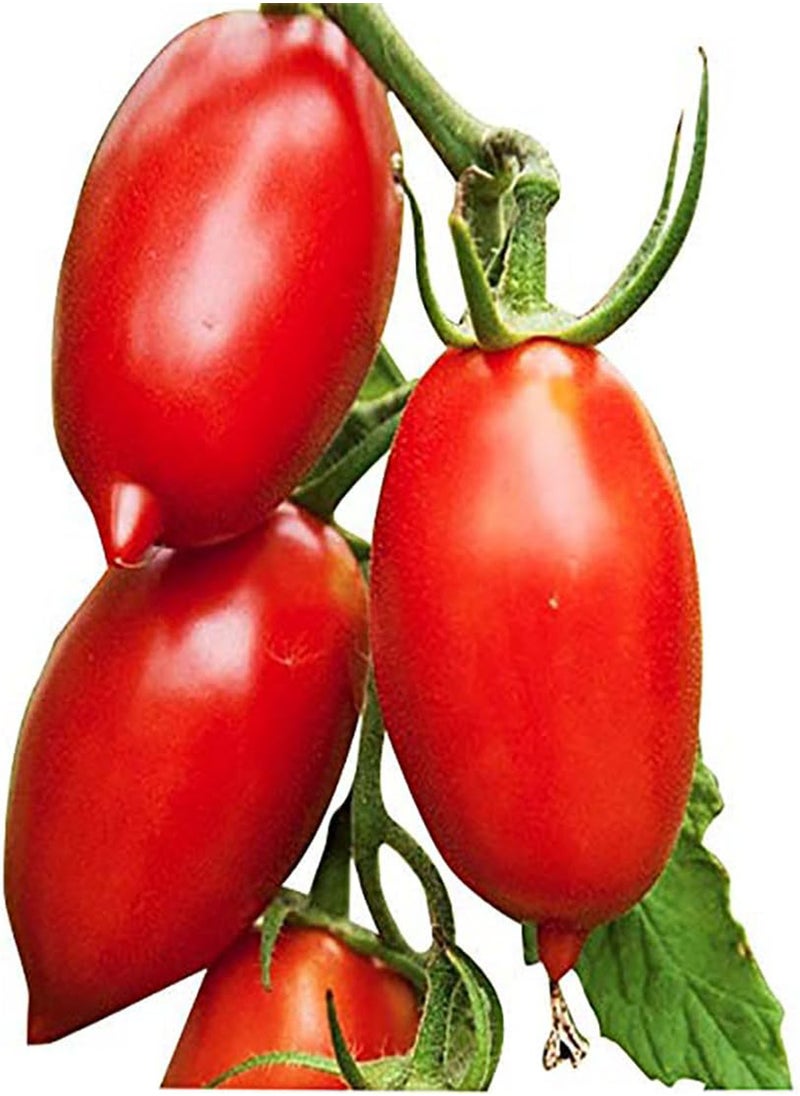 GGOOT Amish Paste Tomato Seeds - Ultimate Paste Tomato for Sauces - Non GMO  - Image 1