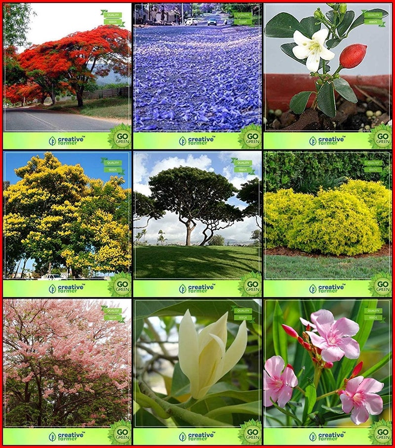 Semi per la Garden Combo Fiore Albero &: Jacaranda Albero di Fuoco Arancione جيسامين كوبربود فرانسيس تاماريند شامباك دورانتا فاريجاتا روزا دوتشيا كارافيرا تيرازا جيارديناجيو