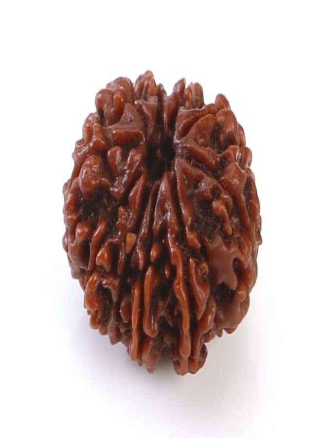 IRIS GEMS عشرة وجه رودراكشا نيبال طبيعي 10 موخي رودراكشا مع غطاء فضي 10 मुकी रुप्राक्ष 10 وجه رودراكشا مالا للرجال والنساء داس موخي رودراكشا أصلي معتمد لسوار القلادة - Image 2