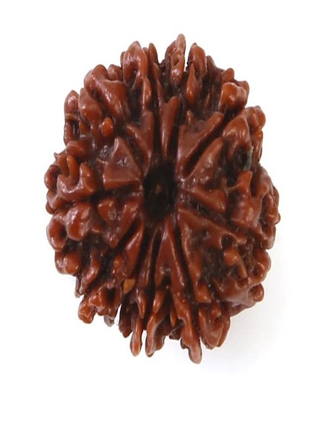 IRIS GEMS عشرة وجه رودراكشا نيبال طبيعي 10 موخي رودراكشا مع غطاء فضي 10 मुकी रुप्राक्ष 10 وجه رودراكشا مالا للرجال والنساء داس موخي رودراكشا أصلي معتمد لسوار القلادة - Image 1