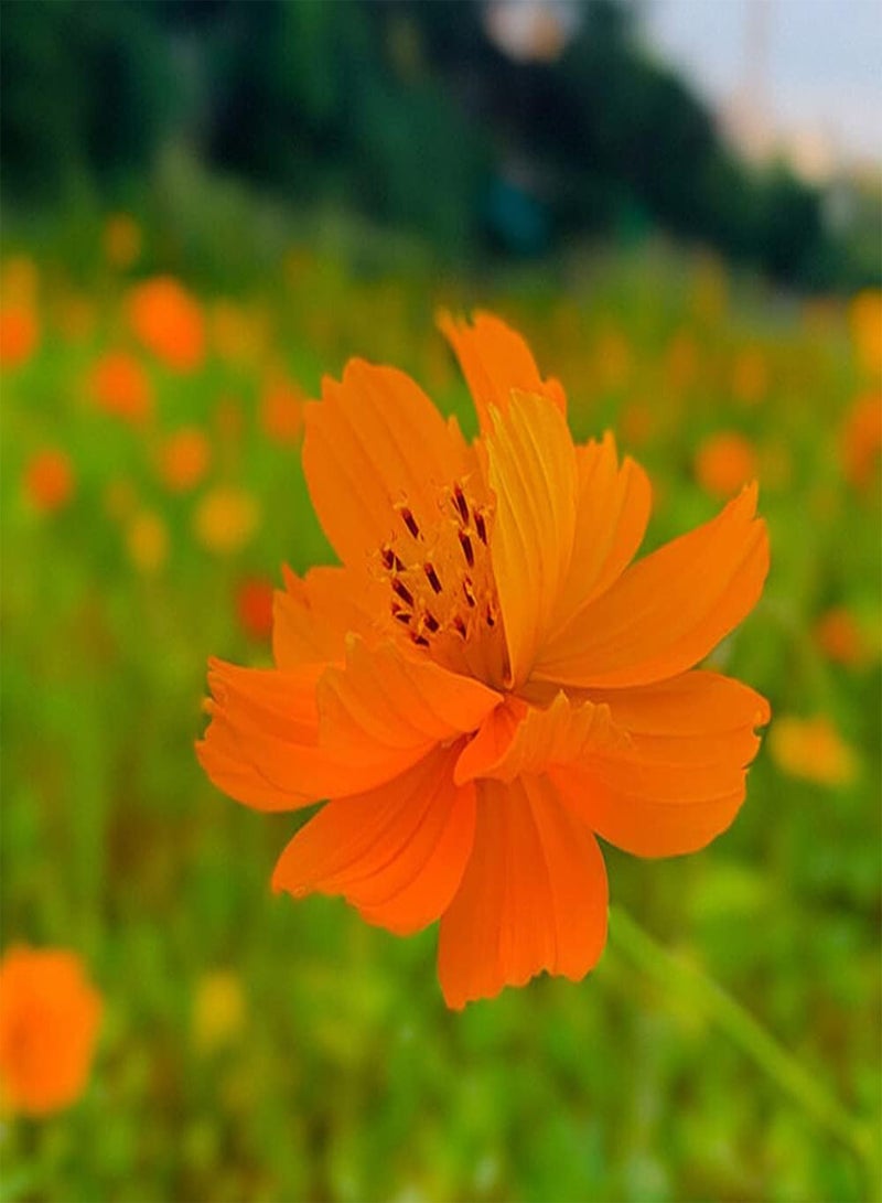 GGOOT 500Pcs Orange Cosmos Seeds Exotic Ornamental Flowers for Garden Terrace Planting Strong Adaptability Don't Need Much Care - Image 2