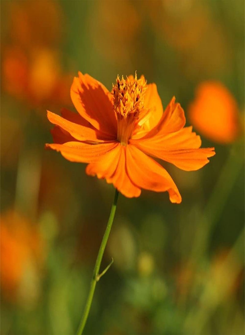 GGOOT 500Pcs Orange Cosmos Seeds Exotic Ornamental Flowers for Garden Terrace Planting Strong Adaptability Don't Need Much Care - Image 1