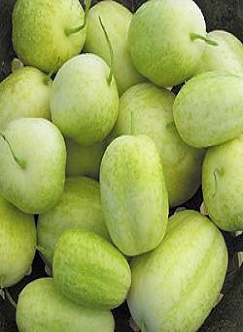 GGOOT - VEGETABLE CUCUMBER CRYSTAL APPLE - 30 SEEDS - HERITAGE  - Image 2