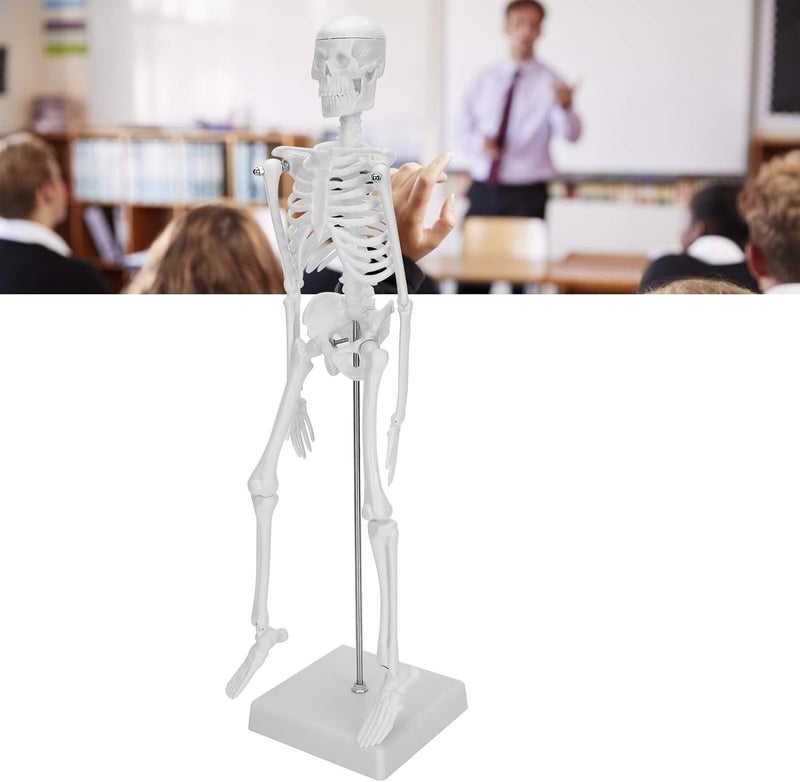 klarako Human Skeleton Model, 45cm Scientific Human Body Model, Movable Limbs Anatomical Teaching Learning Model, Science Supplies - Image 5