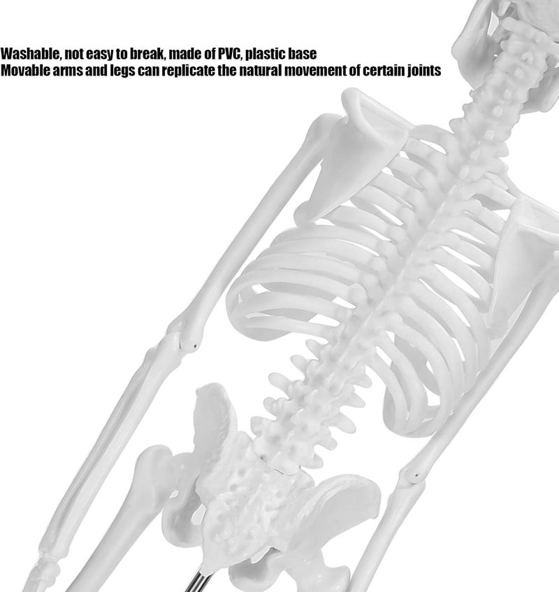 klarako Human Skeleton Model, 45cm Scientific Human Body Model, Movable Limbs Anatomical Teaching Learning Model, Science Supplies - Image 4