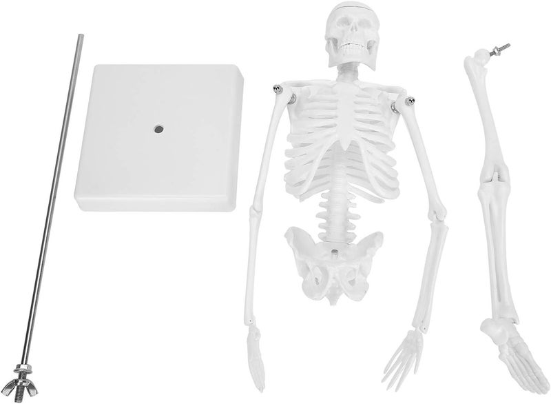 klarako Human Skeleton Model, 45cm Scientific Human Body Model, Movable Limbs Anatomical Teaching Learning Model, Science Supplies - Image 1