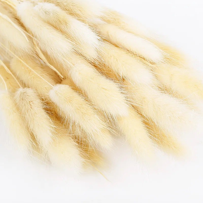 Bluejw Colorful Dried Bunny Tails Grass Pampas Plumes - Natural B-2619 Lagurus Ovatus, Dried Plants for Home Decor, Floral Arrangements - Image 1