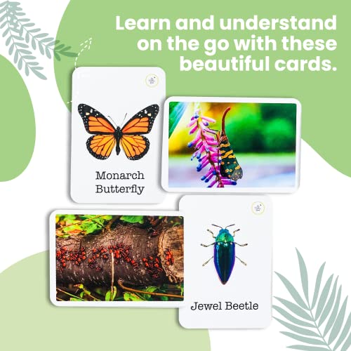 Busy Bubb - Wonder Bugs | 36 Laminated Anti-Glare Cards | Montessori Inspired Fun & Easy to Learn Toys for Kids - Image 3
