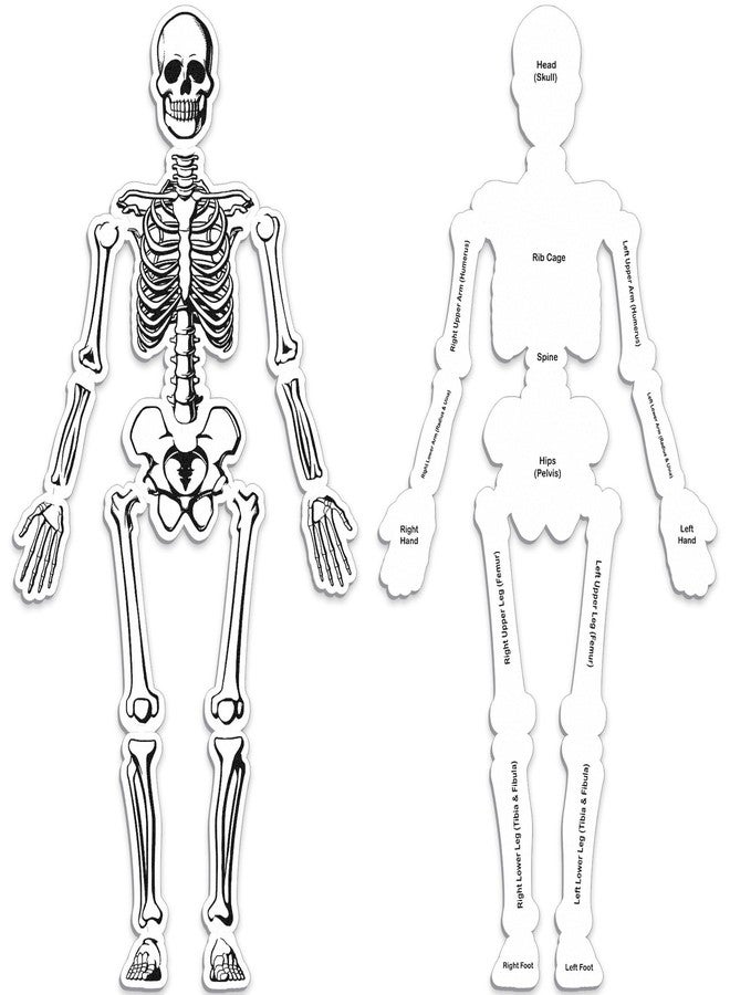 Silipull Skeleton Floor Puzzle Double Sided Human Body Puzzle 15 Pcs Human Anatomy Learning Toys Halloween Skeleton and Bones Anatomy Body Parts Model Educational Toy - Image 1