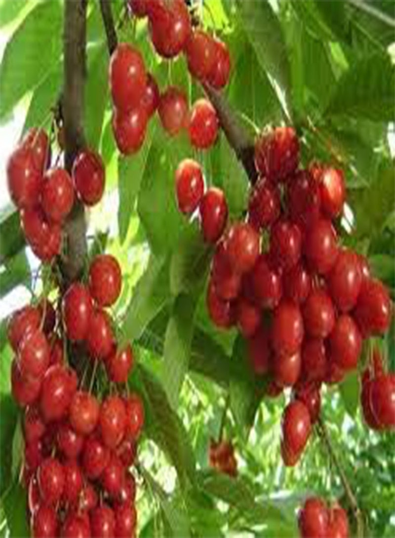 جي جوت 20 بذرة كرز كبيرة من بذور الفاكهة المتنوعة - Image 1