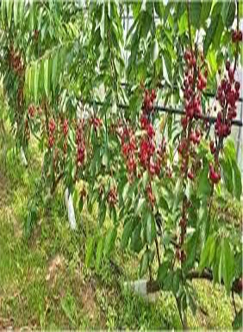 جي جوت 20 بذرة كرز كبيرة من بذور الفاكهة المتنوعة - Image 3