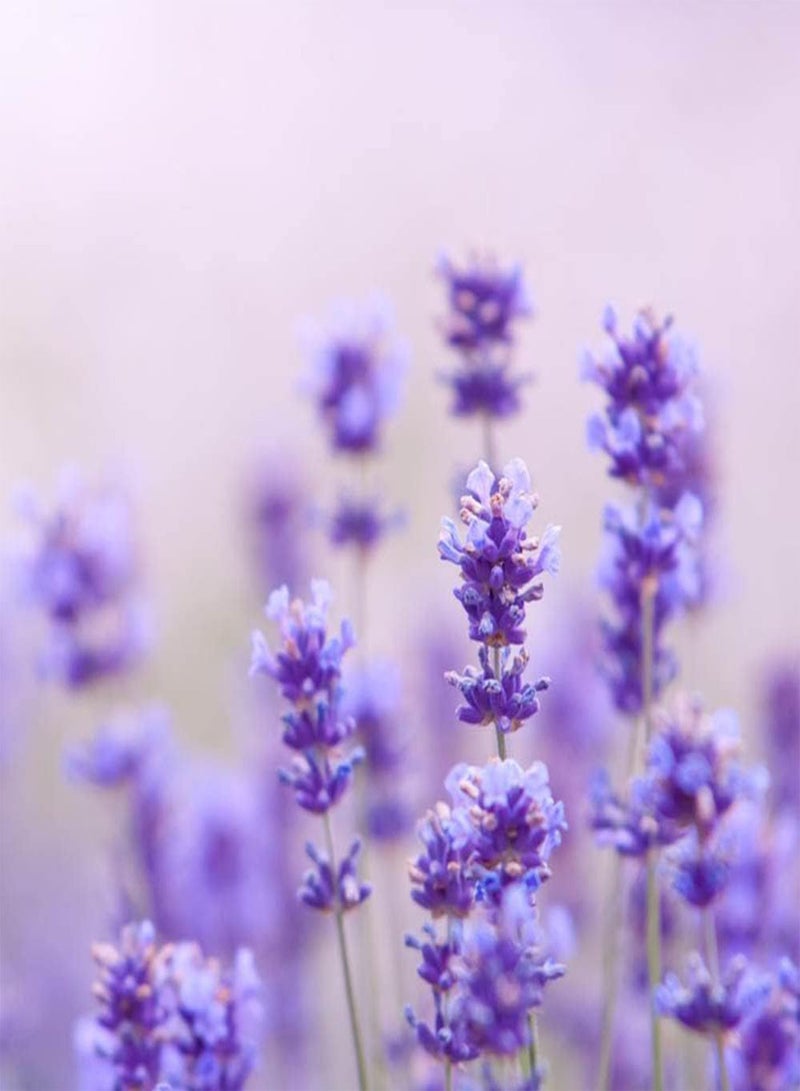 جي جوت 100 قطعة من بذور اللافندر المتنوعة للديكور الداخلي والخارجي، وهي بذور زهور شائعة لدى بائعي الزهور، وتضيف الغموض إلى حديقتك، وتجذب النحل والفراشات - Image 5