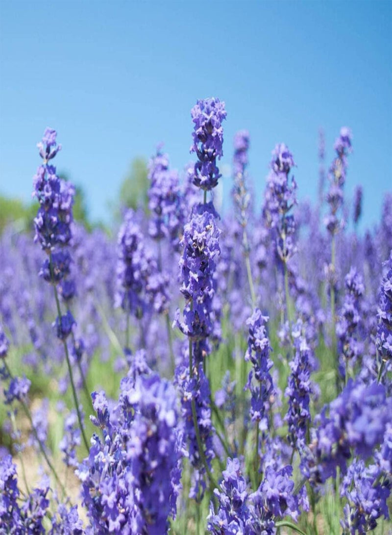 جي جوت 100 قطعة من بذور اللافندر المتنوعة للديكور الداخلي والخارجي، وهي بذور زهور شائعة لدى بائعي الزهور، وتضيف الغموض إلى حديقتك، وتجذب النحل والفراشات - Image 1