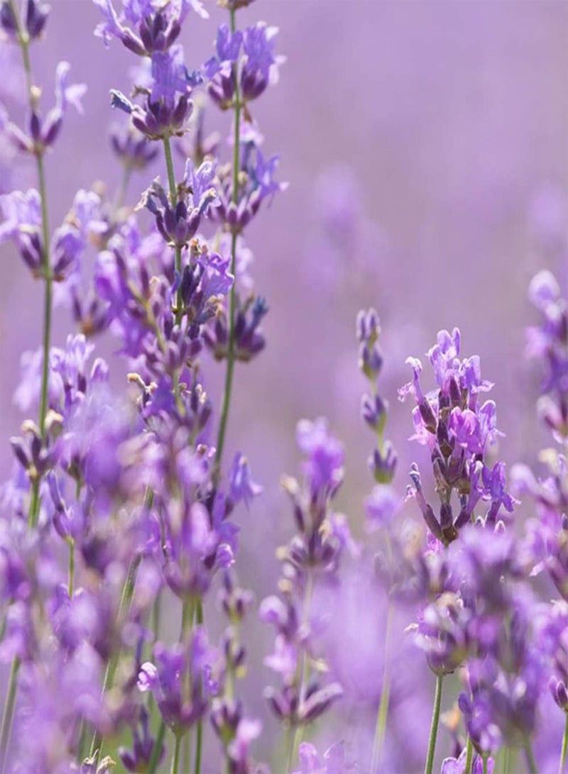 جي جوت 100 قطعة من بذور اللافندر المتنوعة للديكور الداخلي والخارجي، وهي بذور زهور شائعة لدى بائعي الزهور، وتضيف الغموض إلى حديقتك، وتجذب النحل والفراشات - Image 4