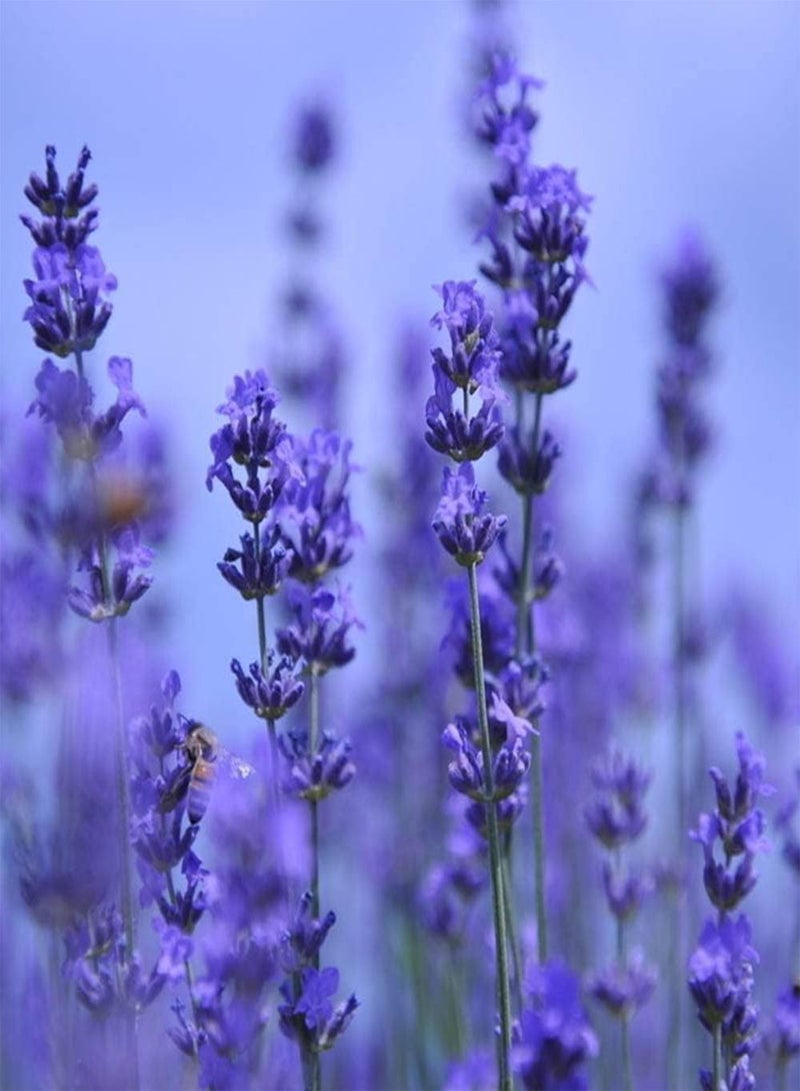 جي جوت 100 قطعة من بذور اللافندر المتنوعة للديكور الداخلي والخارجي، وهي بذور زهور شائعة لدى بائعي الزهور، وتضيف الغموض إلى حديقتك، وتجذب النحل والفراشات - Image 3