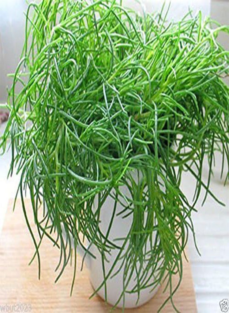 GGOOT Agretti,Oka Hijiki Seeds - Land Seaweed,, european, Asian Speciality (15 Grams)  - Image 5