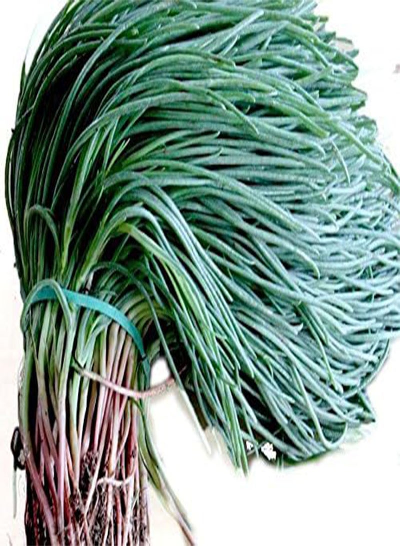 GGOOT Agretti,Oka Hijiki Seeds - Land Seaweed,, european, Asian Speciality (15 Grams)  - Image 1