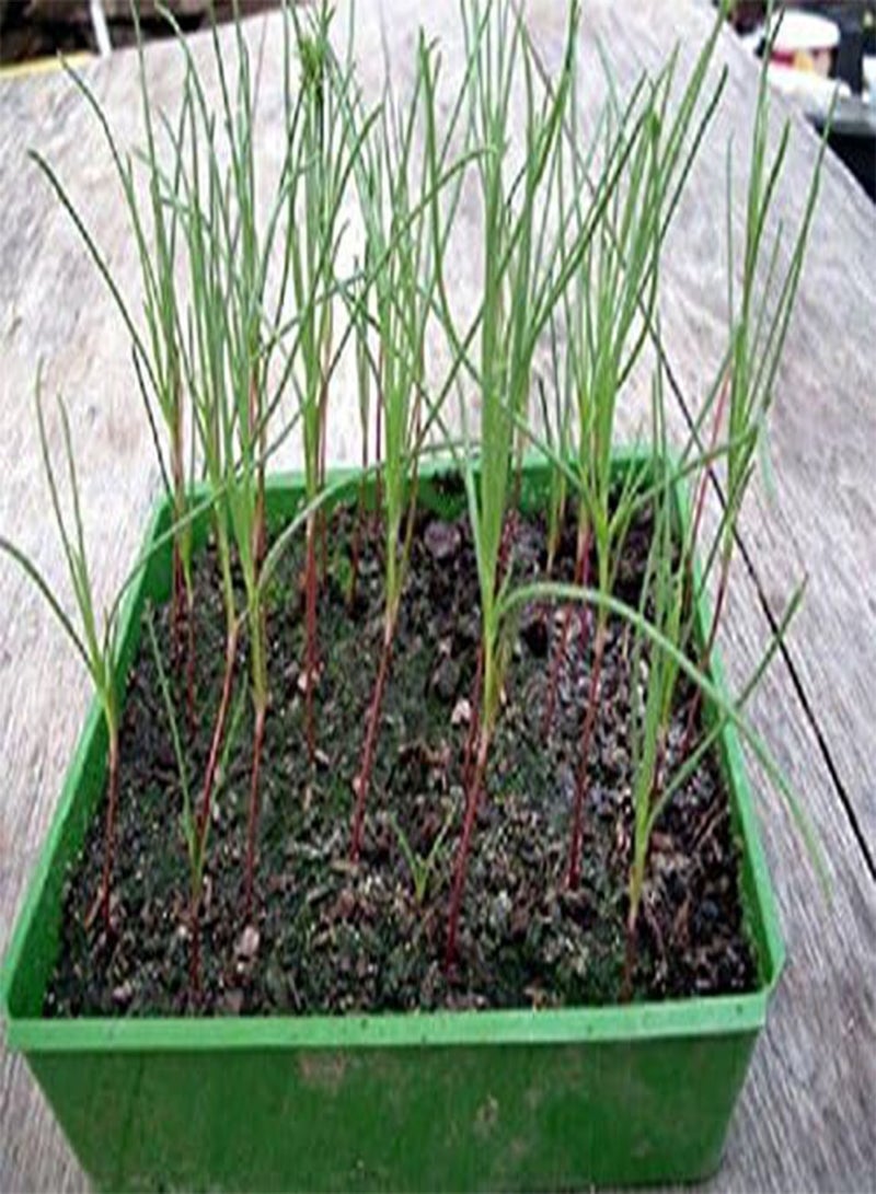 GGOOT Agretti,Oka Hijiki Seeds - Land Seaweed,, european, Asian Speciality (15 Grams)  - Image 2
