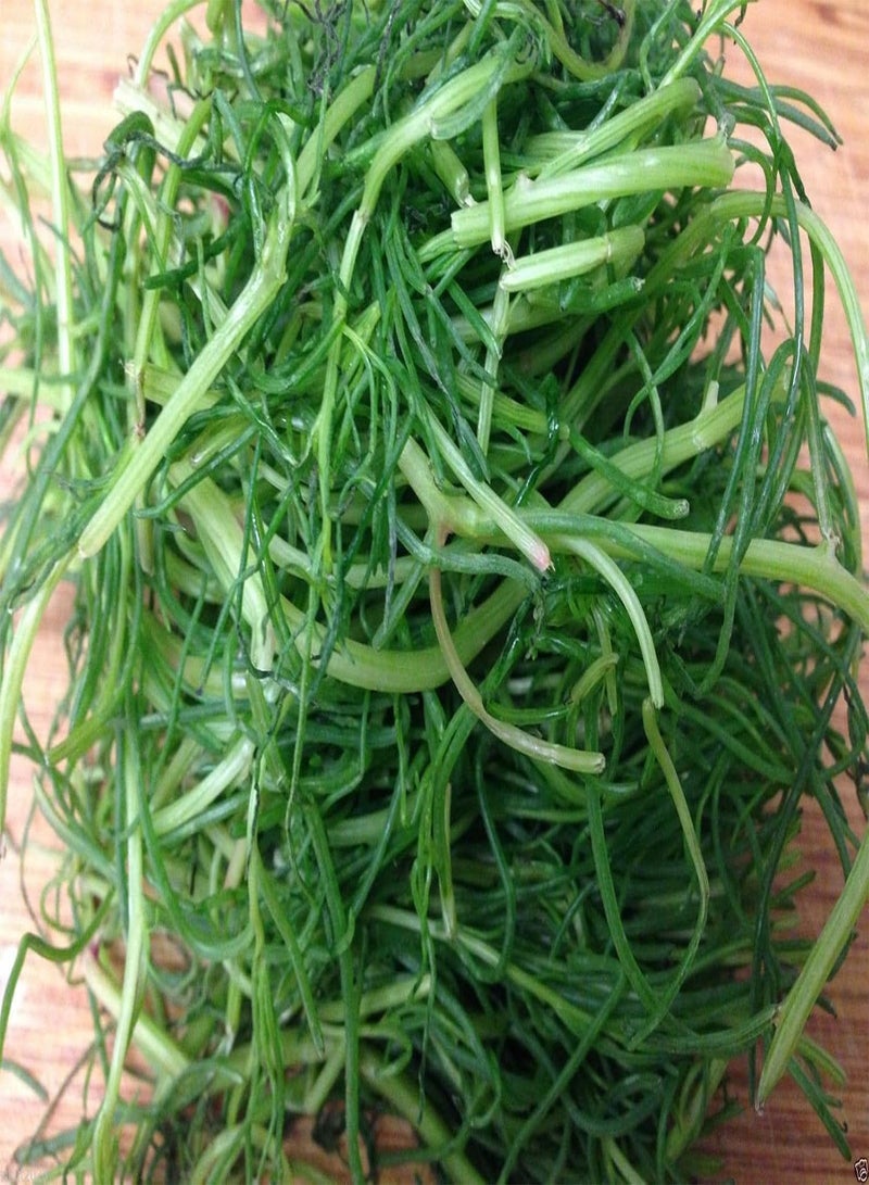 GGOOT Agretti,Oka Hijiki Seeds - Land Seaweed,, european, Asian Speciality (15 Grams)  - Image 4