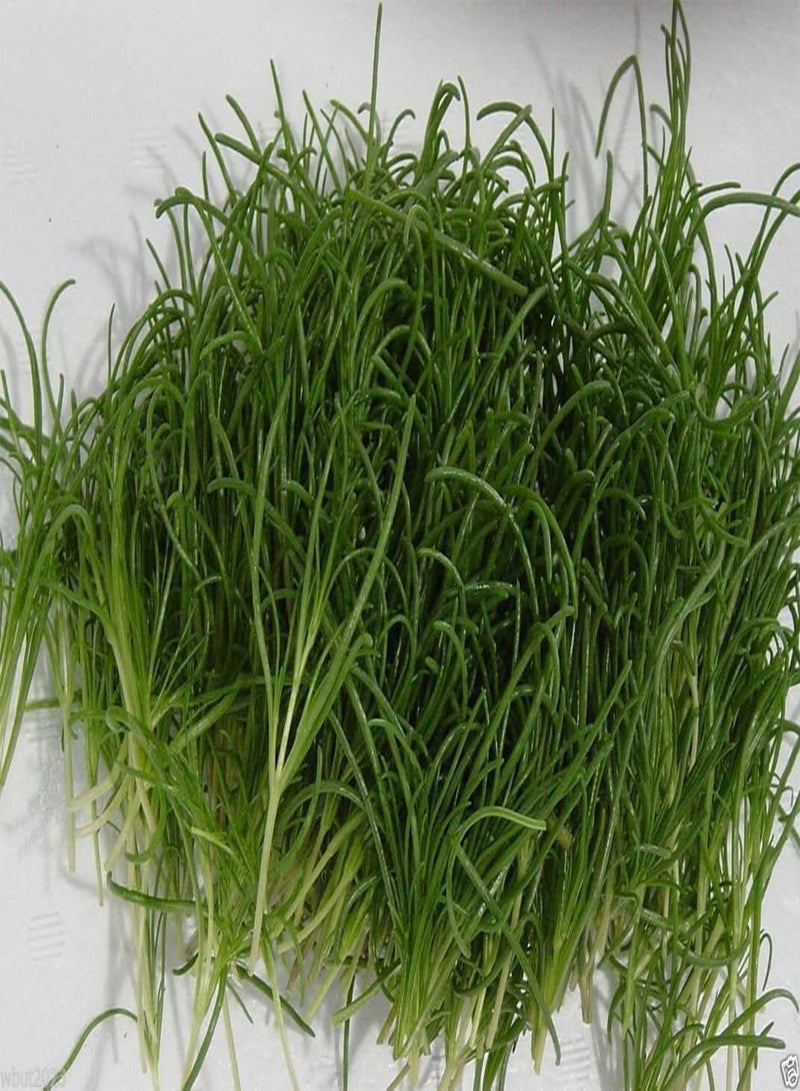 GGOOT Agretti,Oka Hijiki Seeds - Land Seaweed,, european, Asian Speciality (15 Grams)  - Image 3