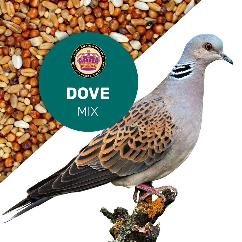 Dove Mix 5 Lbs, Dove Food, Premium Dove Bird Seed, Nut Free Mix Feed for Dove, Nutrient-Rich Mixed Birdseeds, Supports Daily Energy Growth & Healthy Balanced Diet, Bird Seed for Outside Feeders - Image 3