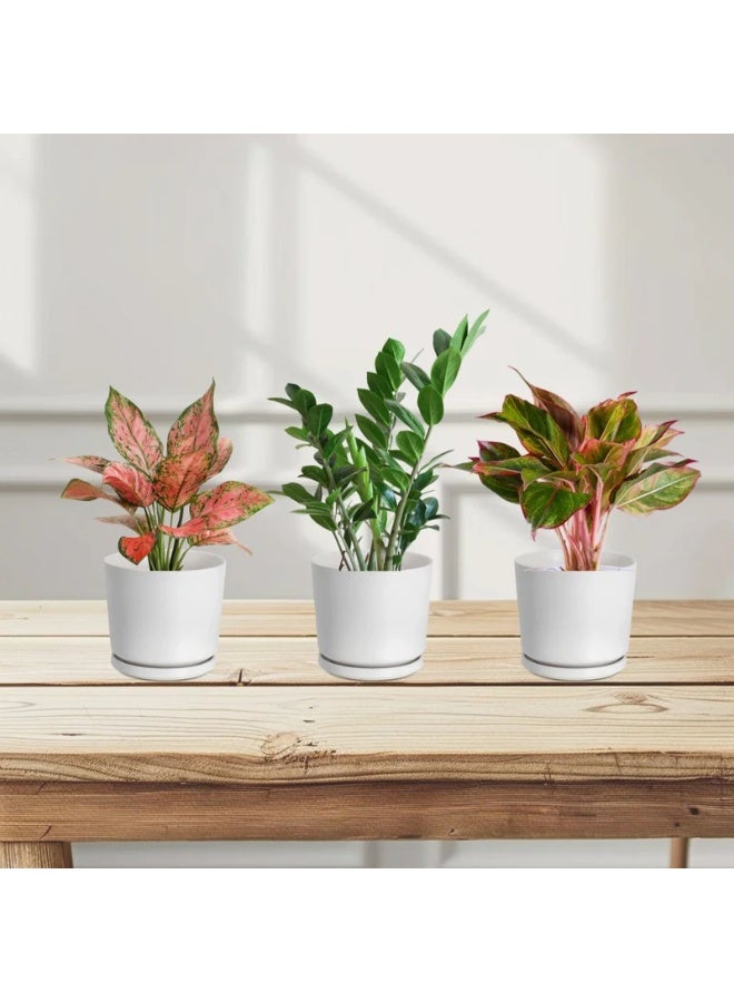 Easy Care Indoor Plant Set 20–30cm (Aglaonema Sp Wishes, ZZ Plant, Aglaonema Red) in Elegant White Ceramic Pots  Low Maintenance Air Purifying Plants  Home & Office Decor