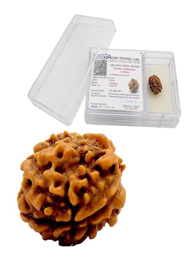 Dharmsaar Rudraksha Mukhi Original Indonesian Bead | Lab Certified Natural Rudraksha Mukhi for Attraction, Meditation & Spiritual Energy (with Box) (3 Mukhi) - Image 1