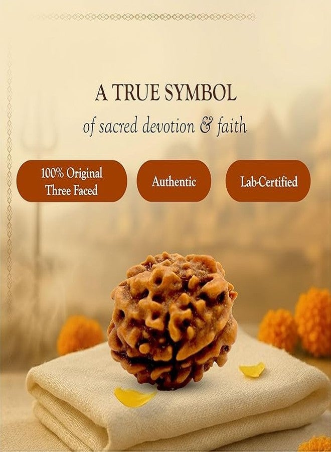 Dharmsaar Rudraksha Mukhi Original Indonesian Bead | Lab Certified Natural Rudraksha Mukhi for Attraction, Meditation & Spiritual Energy (with Box) (3 Mukhi) - Image 5
