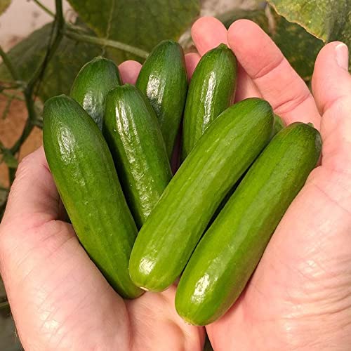 Park Seed Variety of Cucumber Seeds, Planting Cucumbers, Vegetable Seeds, Easy to Grow, Non-GMO, Perfect for Harvesting, Mini-Me F1 Organic, Pack of 10 - Image 1