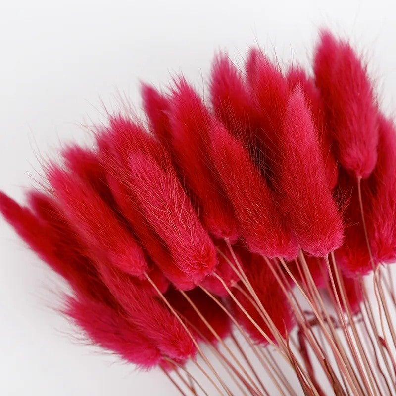 Bluejw Colorful Dried Bunny Tails Grass Pampas Plumes - Natural B-2619 Lagurus Ovatus, Dried Plants for Home Decor, Floral Arrangements - Image 1