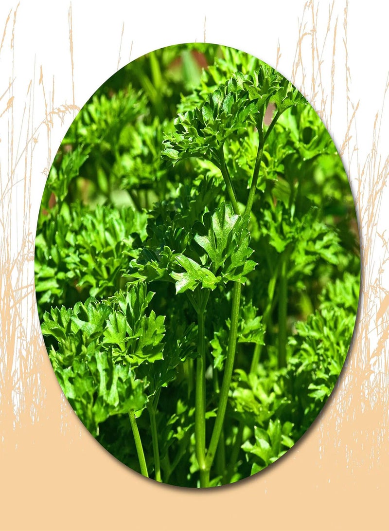 جي جوت 100 قطعة من بذور البقدونس للتتبيل والطهي، هدية رائعة للبستنة - Image 1