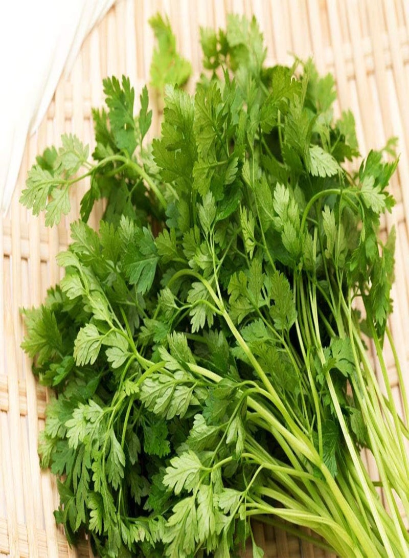 جي جوت 100 قطعة من بذور البقدونس للتتبيل والطهي، هدية رائعة للبستنة - Image 3