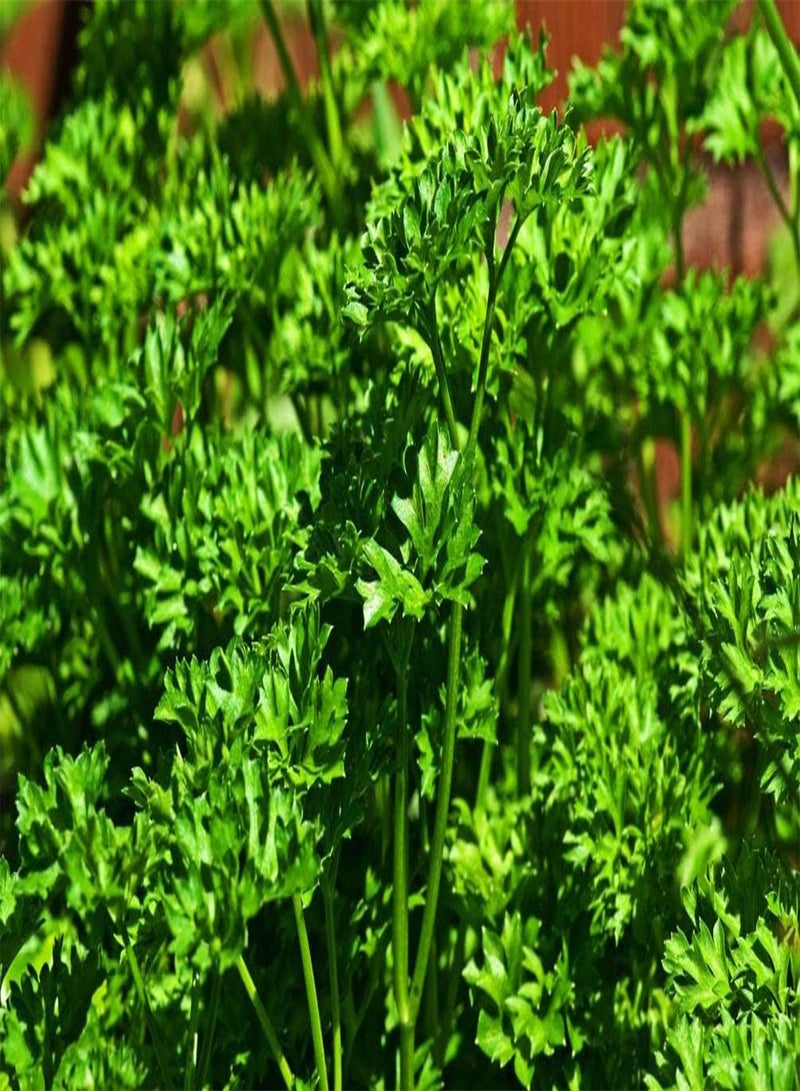 جي جوت 100 قطعة من بذور البقدونس للتتبيل والطهي، هدية رائعة للبستنة - Image 2