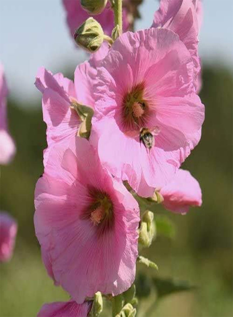 GGOOT seeds Fresh 100 Pcs Double Hollyhock Alcea Rosea Flower seeds for Planting Light Pink