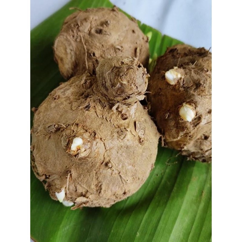 temulawak Curcuma zanthorrhiza 1 Fresh Root for Growing - Image 2