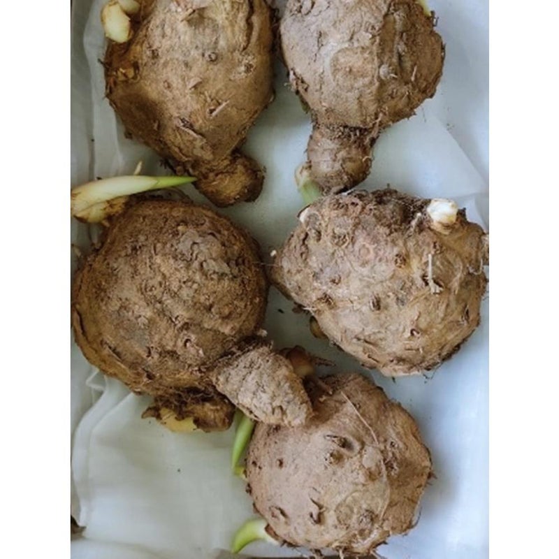 temulawak Curcuma zanthorrhiza 1 Fresh Root for Growing - Image 1