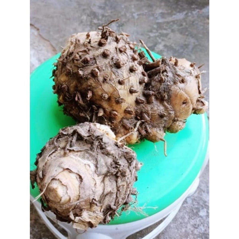 temulawak Curcuma zanthorrhiza 1 Fresh Root for Growing - Image 4