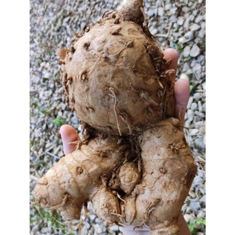 temulawak Curcuma zanthorrhiza 1 Fresh Root for Growing - Image 3