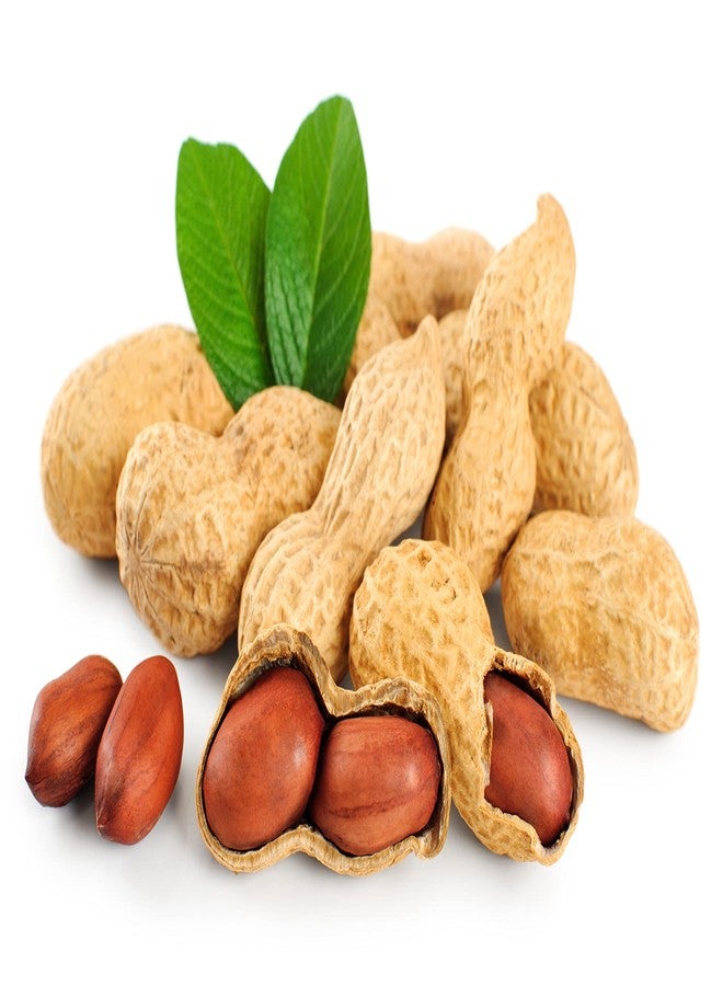 Fruidles Raw Peanuts, 2 Pound Bag Raw Peanuts in Shell, Great for Boiling, Squirrels Feed, Birds Feed and Wildlife - Image 5