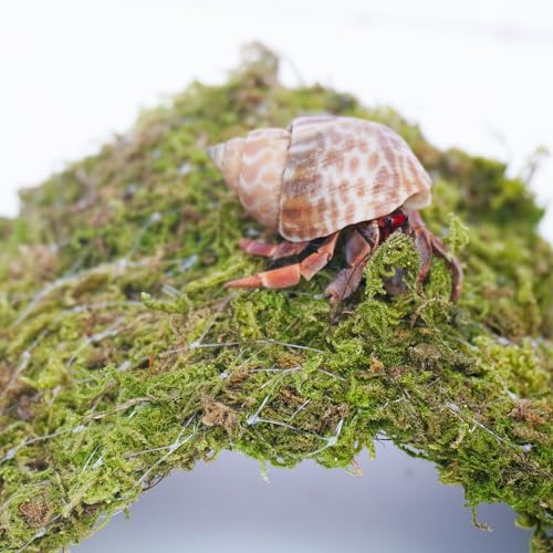 Begeterday Hermit Crab Climbing Toys, 13.5 inch Bendable Climbing Bridge, Ideal Hermit Crab Supplies for 10 Gallon Hermit Crab Tank - Image 4