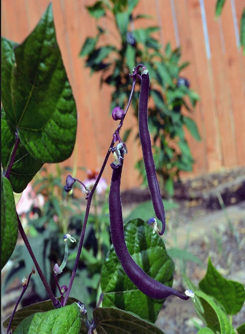 جي جوت 50 قطعة من بذور الفاصوليا الخيطية، أصناف خاصة من الخضراوات الخضراء للزراعة في الحديقة، سهلة الزراعة، مناسبة للحدائق المنزلية - Image 2