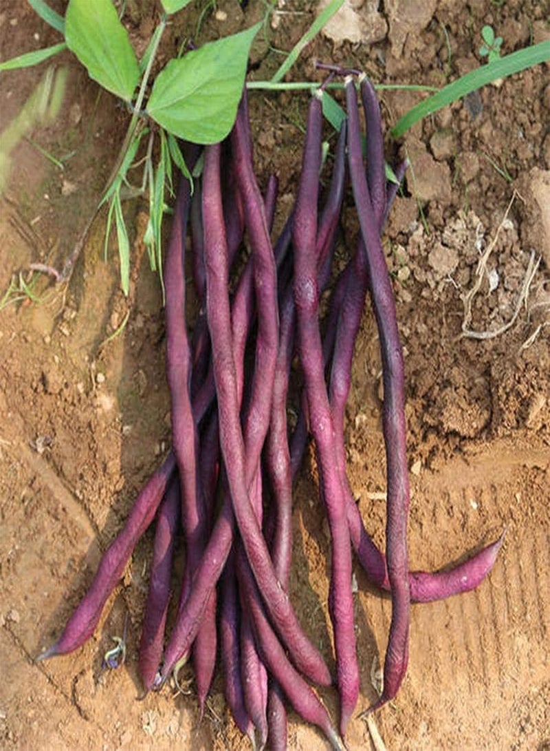 جي جوت 50 قطعة من بذور الفاصوليا الخيطية، أصناف خاصة من الخضراوات الخضراء للزراعة في الحديقة، سهلة الزراعة، مناسبة للحدائق المنزلية - Image 1