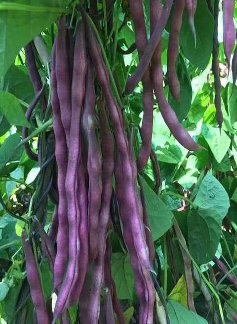 جي جوت 50 قطعة من بذور الفاصوليا الخيطية، أصناف خاصة من الخضراوات الخضراء للزراعة في الحديقة، سهلة الزراعة، مناسبة للحدائق المنزلية - Image 3