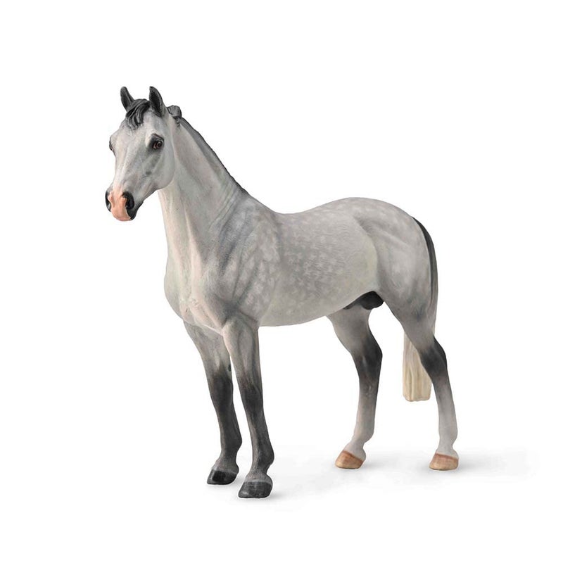 Hanovarian Stallion
